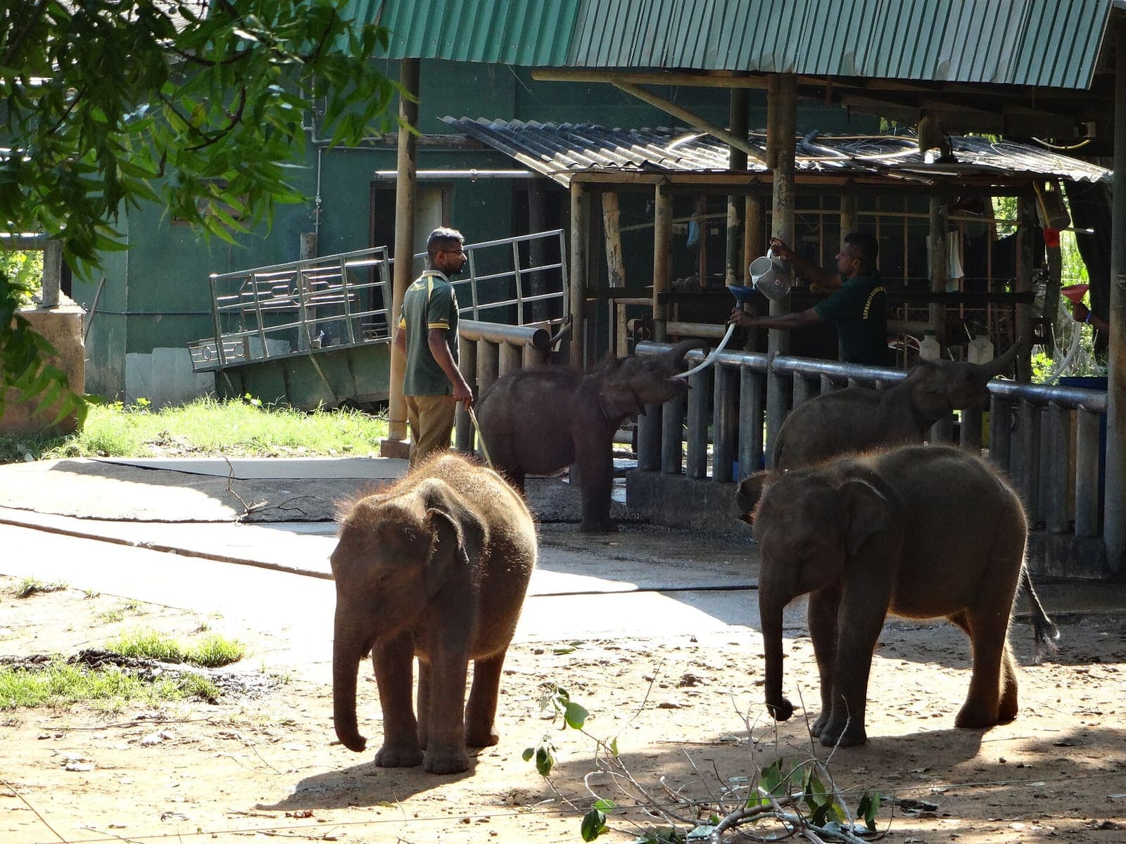 Udawalawe & the Elephant Transit Home