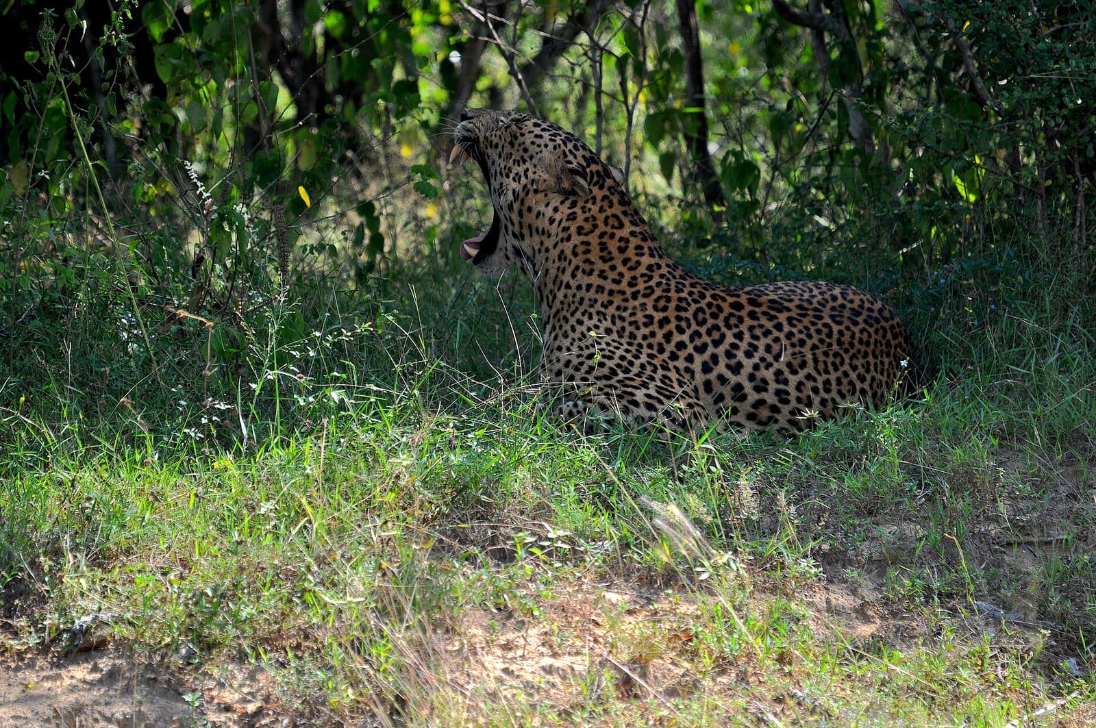 Yala National Park