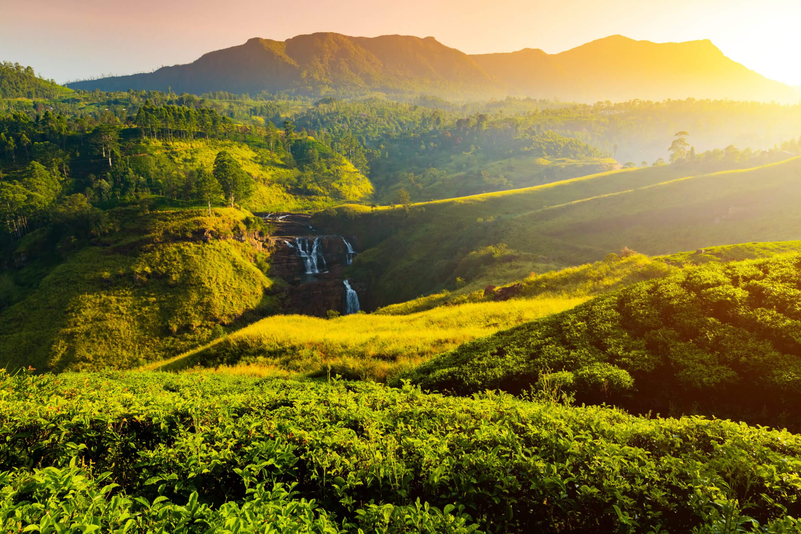 Tea hills and waterfall